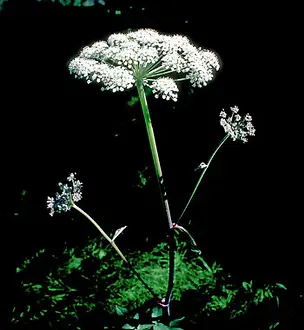 Angelica by Alaskan Essences.webp