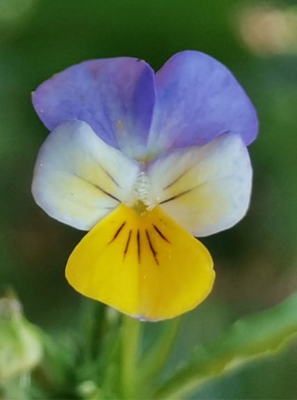 Harebell Heartsease iNaturalist by ljazz