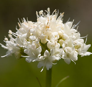 California Valerian.jpg