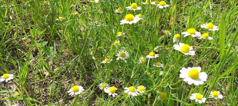 Chamomile by convallaria1128 iNaturalist.jpg