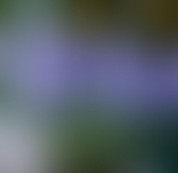 Deer and Rabbit-Resistant Plants for Your Garden...