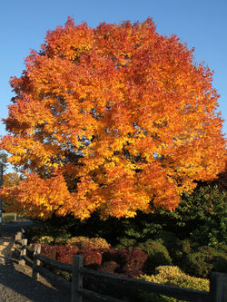 Ash, Autumn Purple