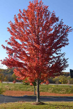 Maple, Autumn Blaze