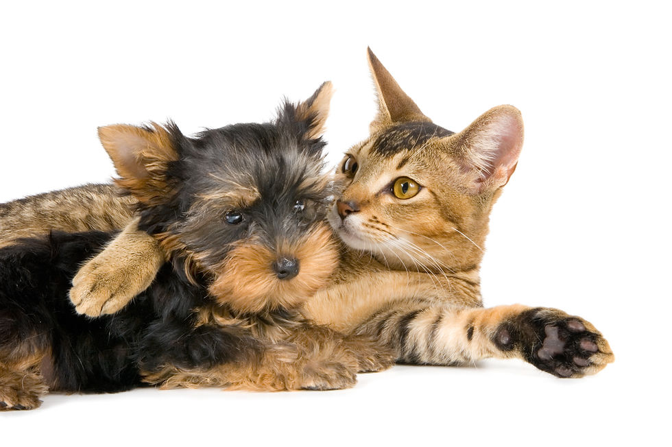 Pet-Friendly Plants for Boise Gardens: Beautiful Choices for Homes with Dogs and Cats
