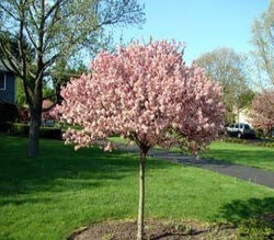 Crabapple, Coralburst