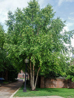 Birch, Heritage River