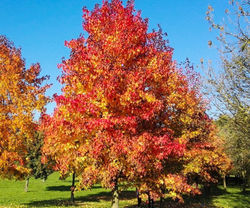 Sweetgum Tree