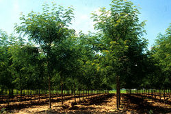 Honeylocust, Skyline