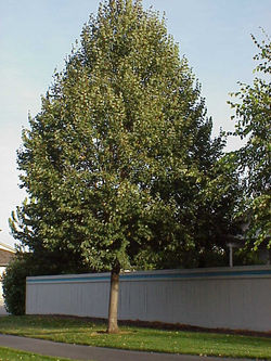 Linden, Little Leaf