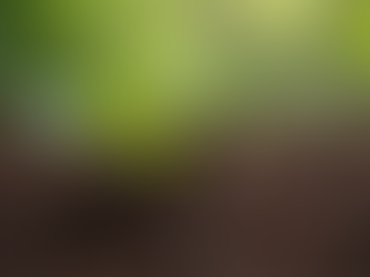 Managing Plant Nutrition for Optimal Growth