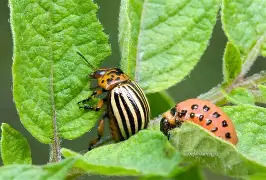Potato Beetle Control Methods for Healthy Crops