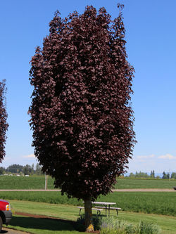 Maple, Crimson Sentry