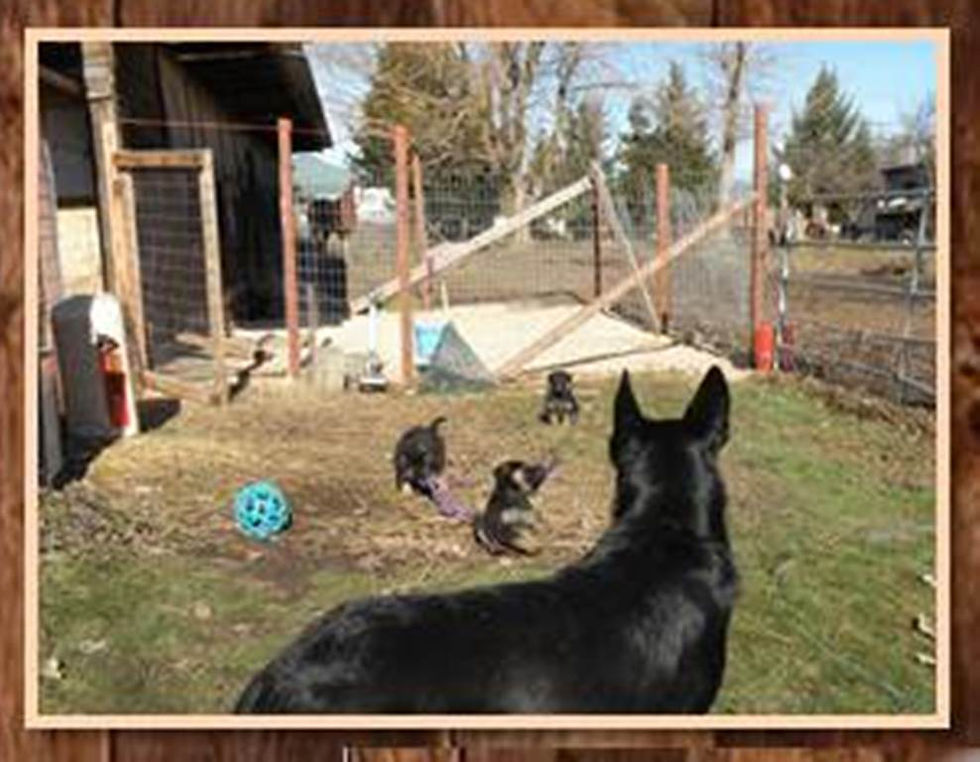 Kira and pups 2013Presentation1