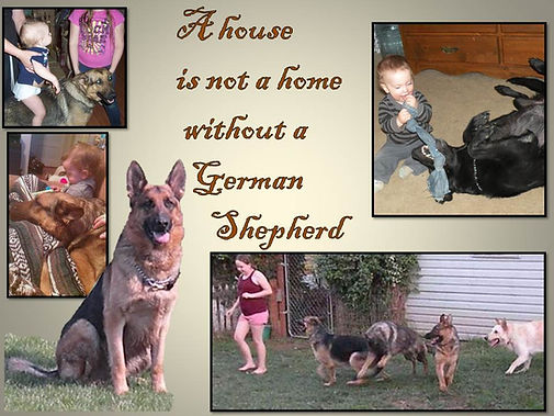 Pearlinhaus Old Style Family German Shepherds