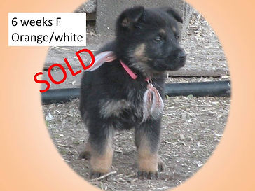 6 weeks F Orange.white SOLD.jpg