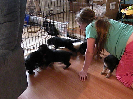 Geman Shepherd puppies of Pearlinhaus