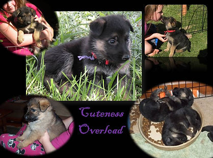 German Shepherd Puppies of Pearlinhaus