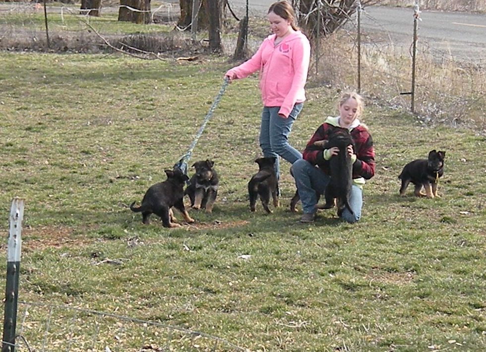 Just another day w puppies