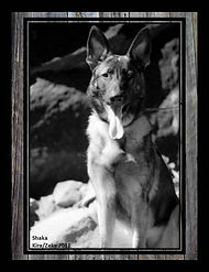 Old Style Family German Shepherds