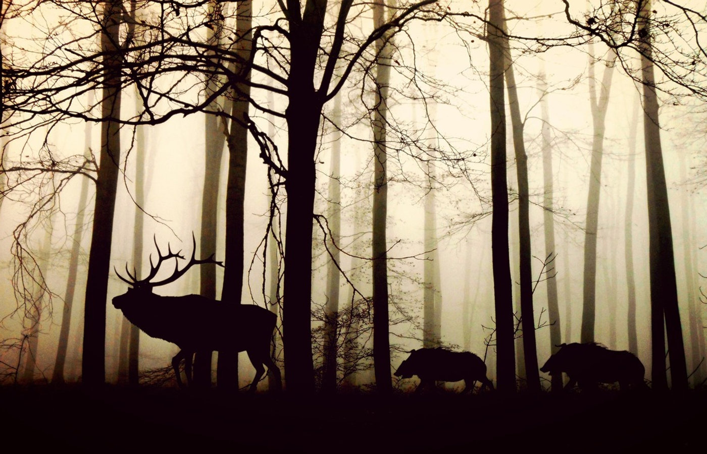 La symbolique des animaux