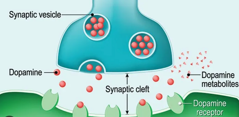Dopamine being released from a presynaptic neuron, into the synaptic cleft, onto the Dopamine receptors of the postsynaptic neuron 
