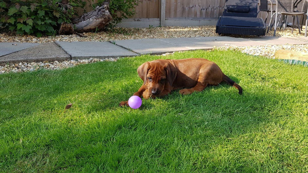 Rudy and Coco walking
