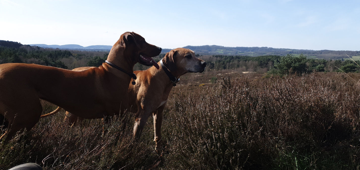 Rudy and Coco walking