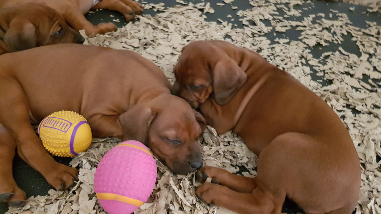 Rudy and Coco walking