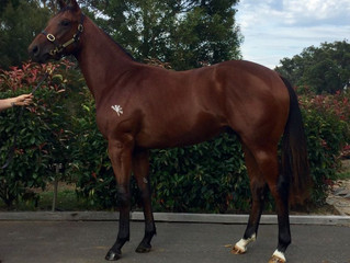 TBB and Stockdale Purchase Redoute's Colt At Vobis Sale