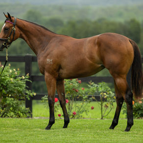 O'Halloran debuts cleverly-named filly at home