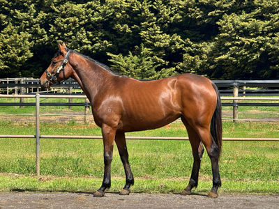 Pride Of Dubai. Matt Cumani Racing, TBB Racing