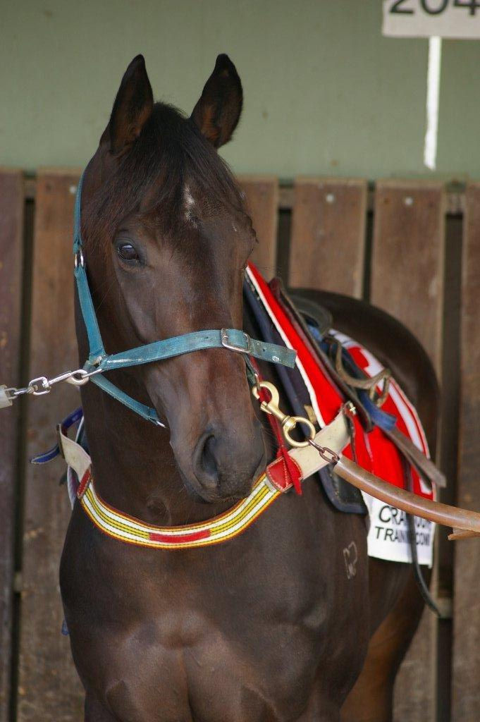 Luna Lang (Clangalang x Alunasu) (2).jpg
