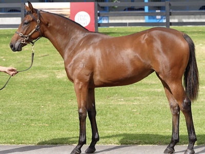Pride Of Dubai. Matt Cumani Racing, TBB Racing
