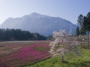Le pèlerinage des 34 temples de Chichibu 秩父三十四箇所