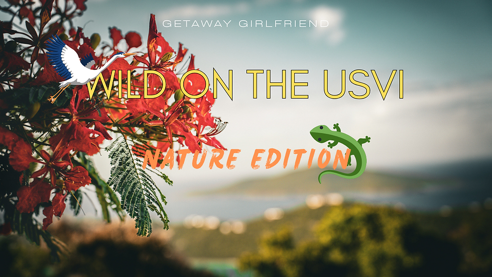 top nature adventures in the US Virgin Islands