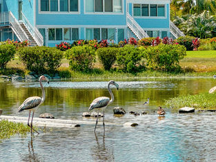 Two juvenile caribbean flamingos at Sapphire Beach, St. Thomas