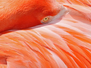 Caribbean Flamingo in the Virgin Islands