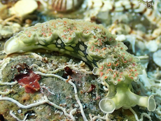 Marine Life in St. Thomas