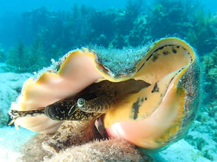 Queen Conch of the Caribbean