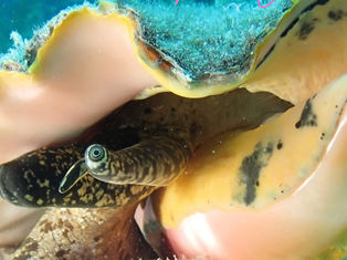 A New Year, Island Style: Inside Our January Issue of St. Thomas Magazine