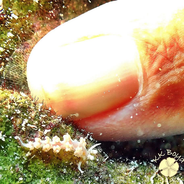 st thomas marine life