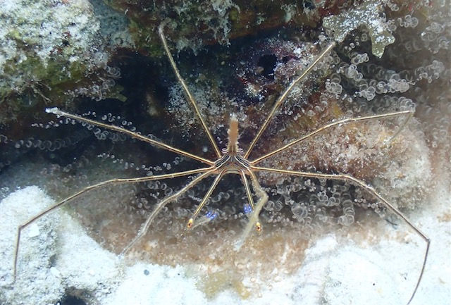 st thomas marine life