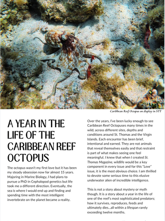 A Year in the Life of the Caribbean Reef Octopus