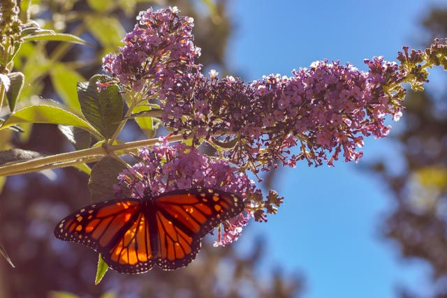 Butterfly Bush with a Monarch Butterfly, Perineal native plant. Buddleia