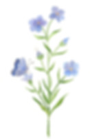 mp-23-A1-flax w mission blue-Herbal Lore-wc-8x11-2400dpi.jpg