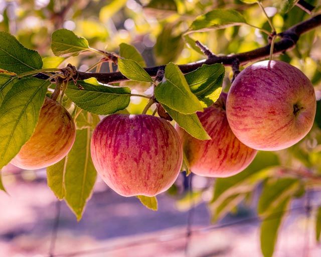 Heirloom organic red delicious apples hanging on the apple tree in Julian, California