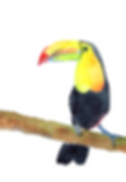 mp-24-A13-1 toucan on branch-Birds-wc-org-300dpi.jpg