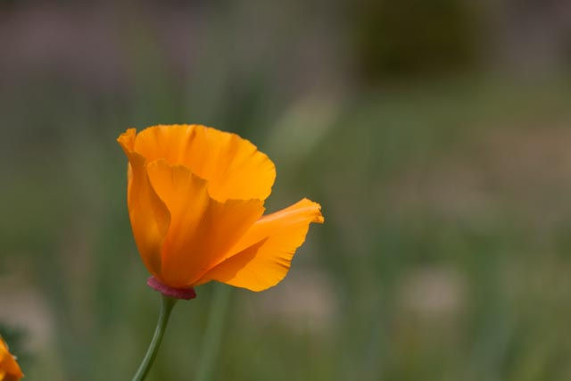 California Poppy, native plant, California State flower, drought tolerant