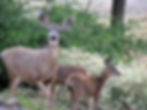 deer enjoying stroll in beautiful scenery in nature