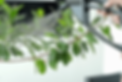 hyla spraying.png